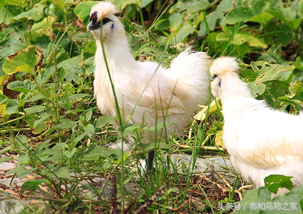 乌鸡生病怎么办,乌鸡养殖预防程序