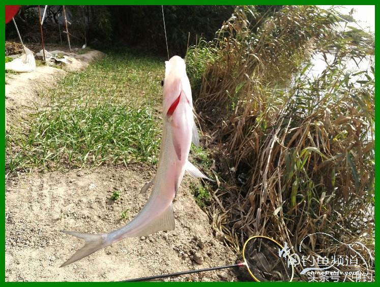 爽钓渔具,爽钓黄金版