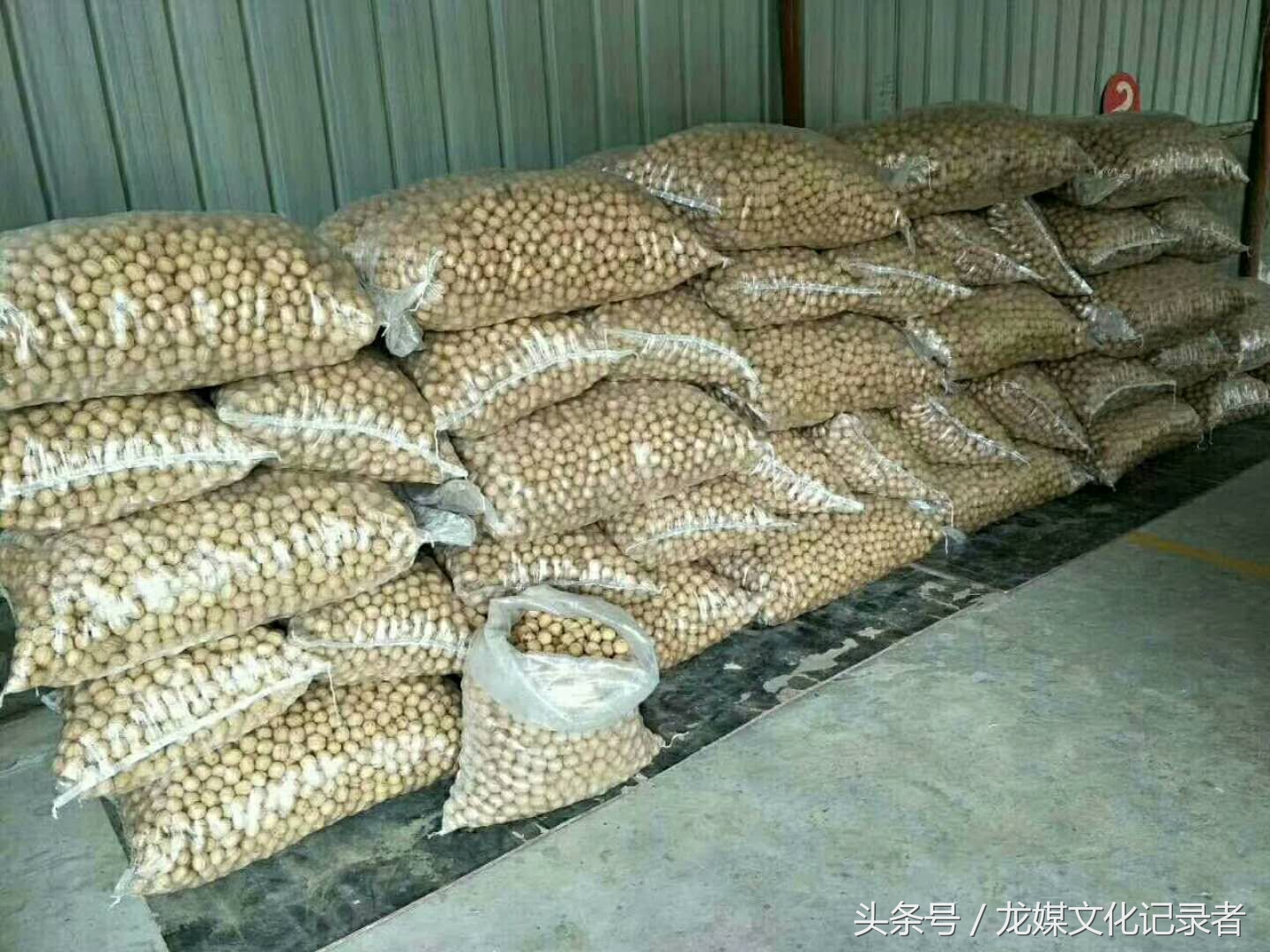 陕西黄龙绿皮核桃,延安市黄龙核桃