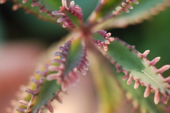 哪种不死鸟多肉好看,非常好看的不死鸟多肉