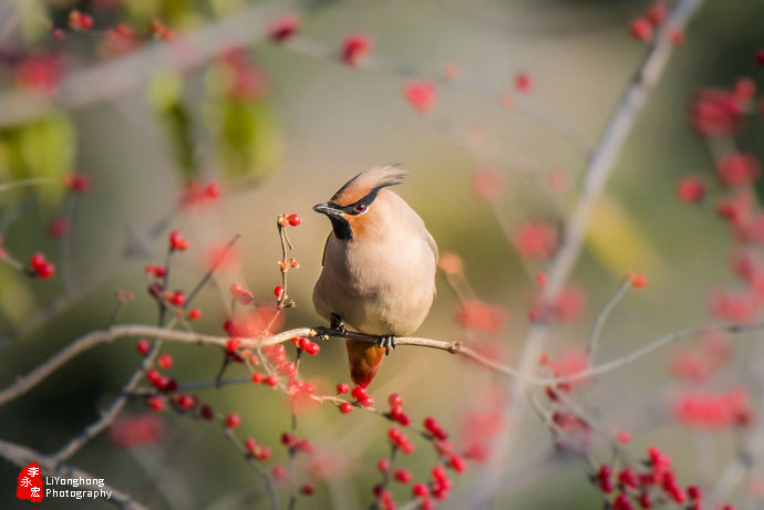 沈阳莫子山公园榆树,沈阳莫子山公园游记