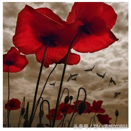 甜心情感加油站,甜心情感加油站全集