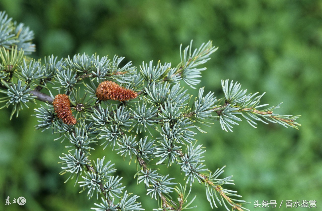 Davidoff大卫杜夫品牌男香宠儿coolwater冷水1988首发