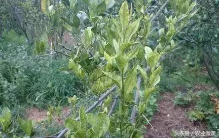 柑橘脚腐病和裂皮病区别,柑橘病毒病有什么症状