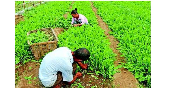 果蔬农药残留的危害,果蔬的农药残留与人体健康