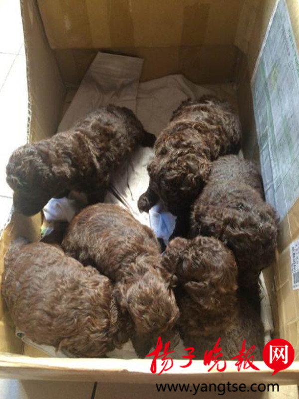 小狗被车撞身亡保险如何赔付,小狗被车撞了需要负多少法律责任