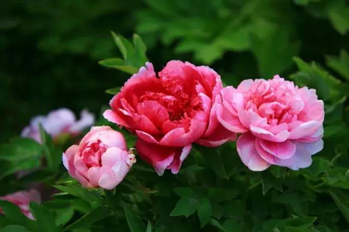 十大最香花卉,十大流行花卉排行榜