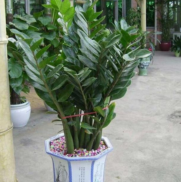 养花技巧:美观又有好寓意的摇钱树,老花匠告诉你如何养殖