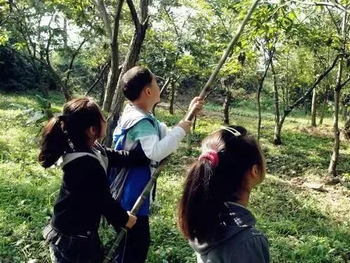 板栗树林旅游攻略,陕西板栗之乡风景图