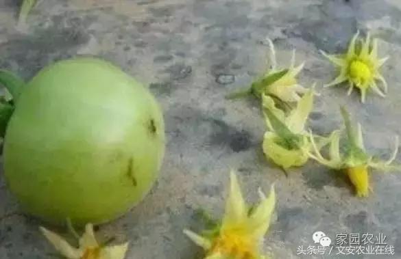 番茄坐果不好怎么办,番茄授粉率低怎么办