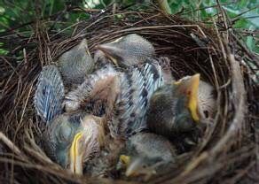 十大最美校园深圳大学,探访最美大学武汉大学