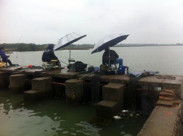 湛江钓水面乌头,湛江雷州钓乌头
