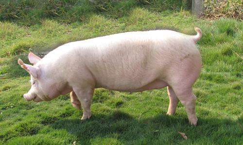 母猪难产的原因及解决方法,母猪难产怎么办教你十招轻松搞定