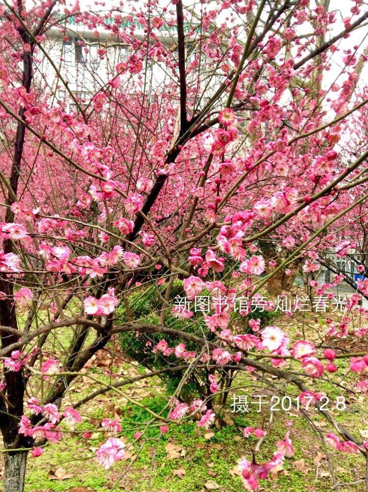 十大最美校园深圳大学,探访最美大学武汉大学