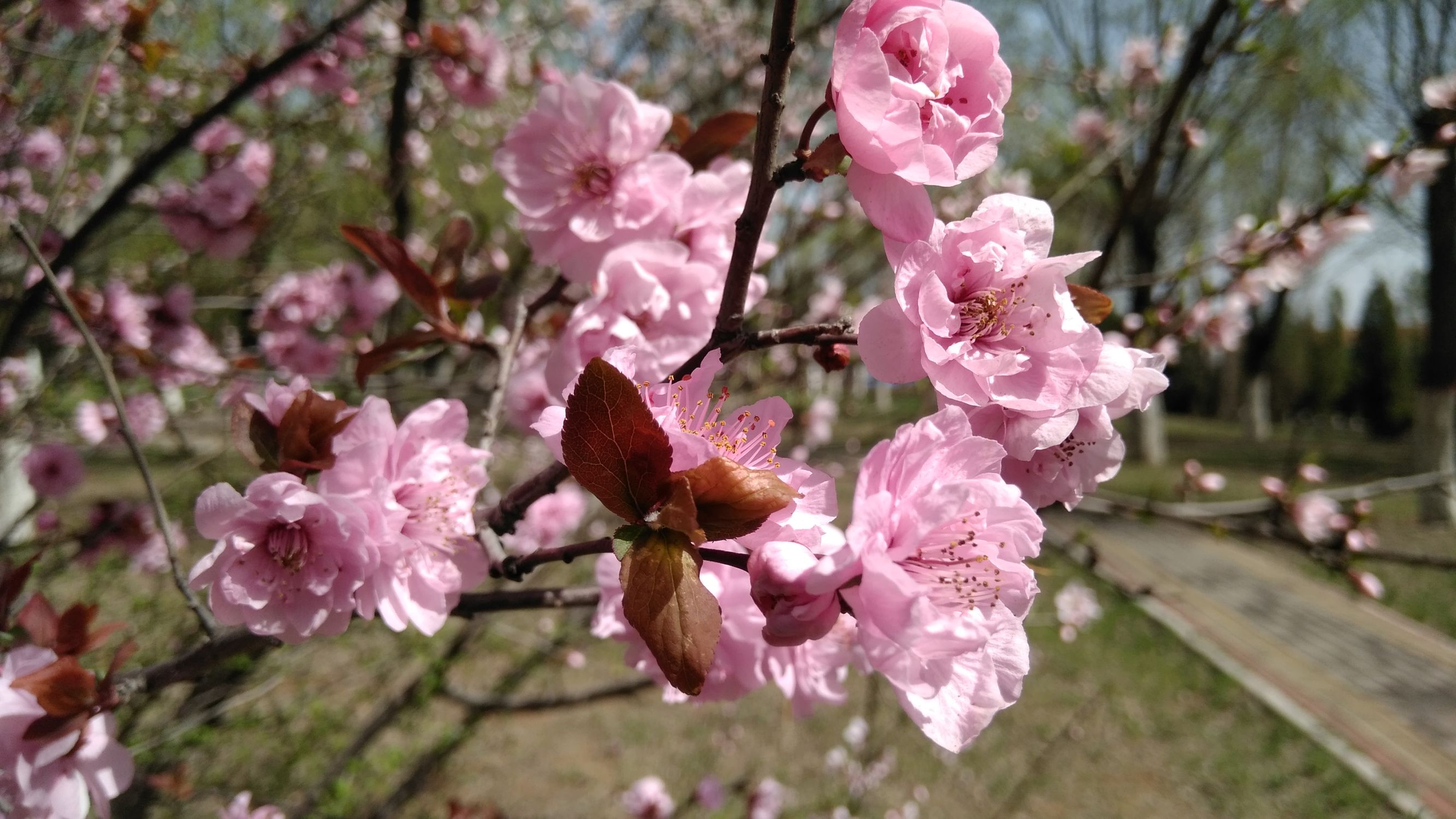 红米4高配版手机一年来的使用体会，大家看看小米手机值不值得买
