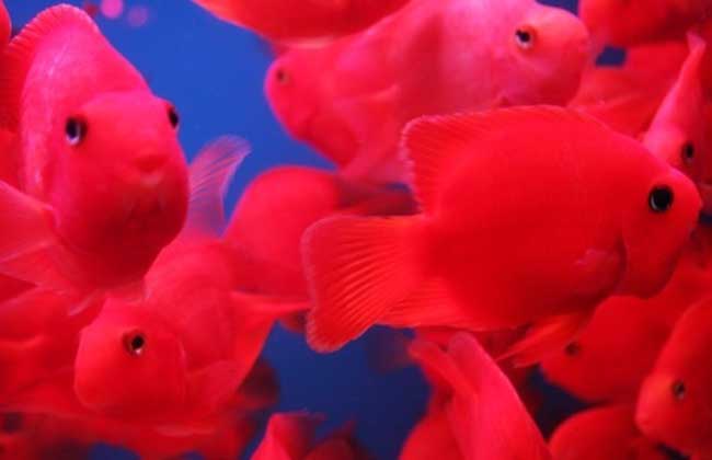 血鹦鹉鱼适合草缸吗,血鹦鹉鱼有什么品种