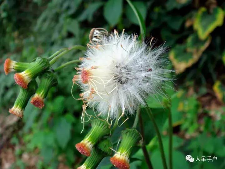 植物传播种子的方法有哪些二年级,植物的果实和种子传播方式有哪些