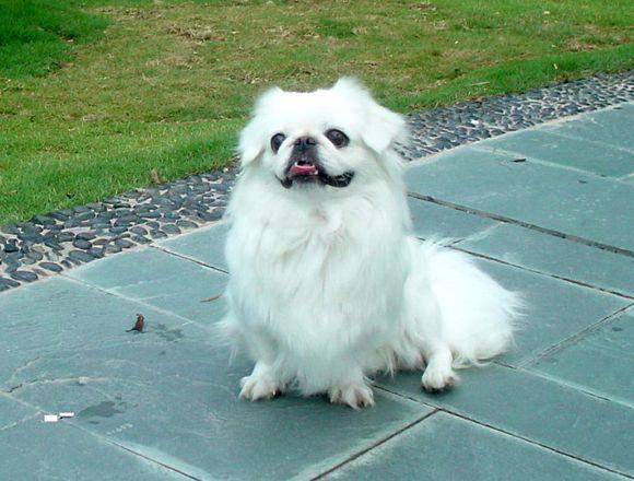 原来土狗还分这么多种类,中国的土狗全部种类