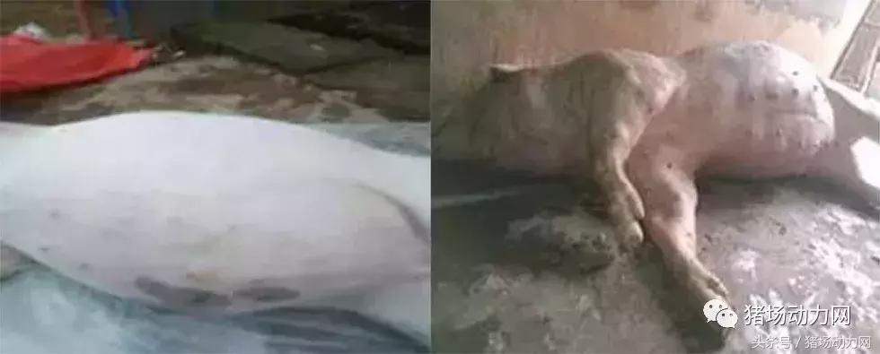 猪得胀气束手无策，看看这几个方法你用了没？