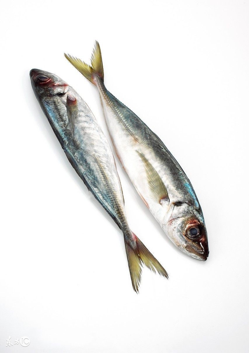 孕早期鱼吃海鱼还是河鱼好,孕妇吃海鱼好还是吃淡水鱼好