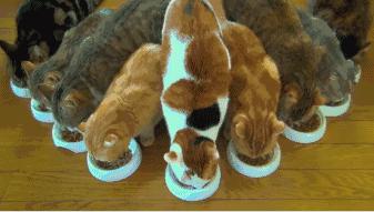 武汉联合宠物医院猫舍,武汉联合动物医院