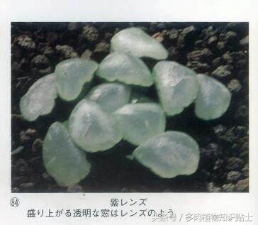 日本也买假货？这些多肉植物就是铁证！