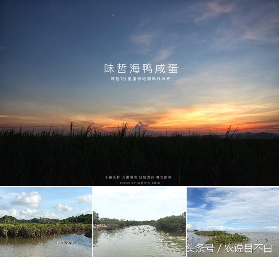 90后卖鸭货创业,90后创业红树林海鸭蛋