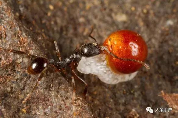 植物传播种子的方法有哪些二年级,植物的果实和种子传播方式有哪些