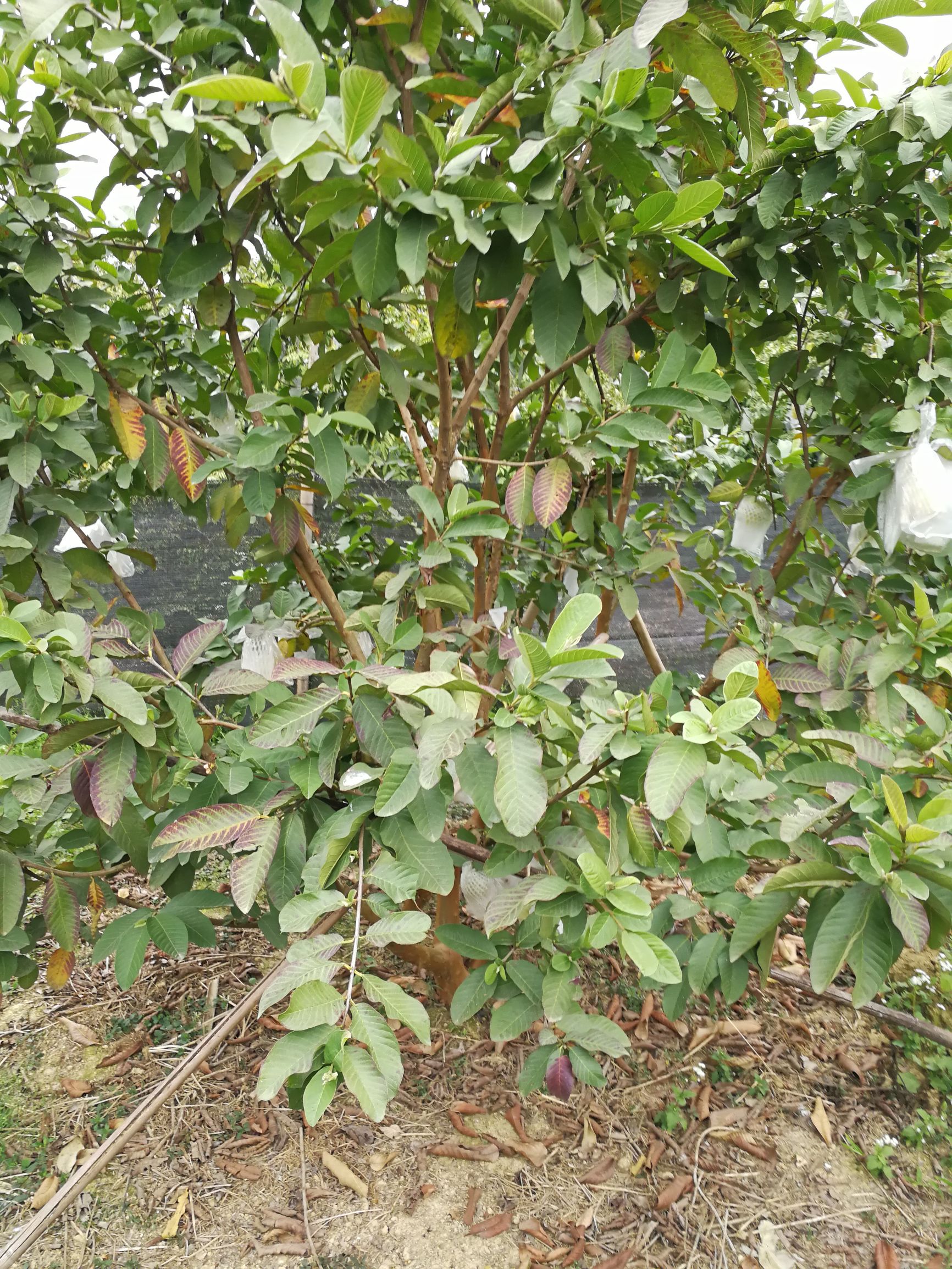 中山摘番石榴果园,摘番石榴果园附近