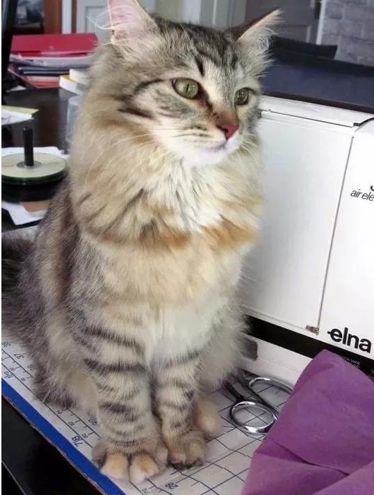 哈哈哈，原谅我拖拉机般的笑声！当喵星人被蜜蜂蜇了之后