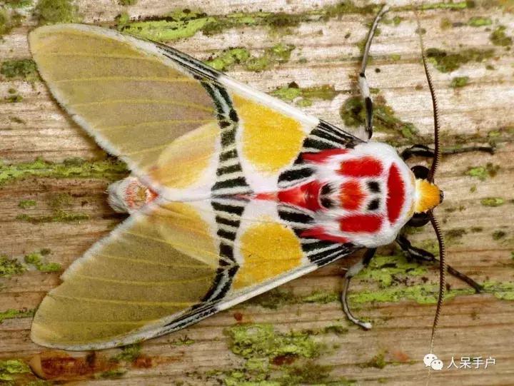 幺蛾子介绍,蛾子的宝宝