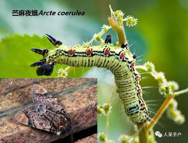 幺蛾子介绍,蛾子的宝宝