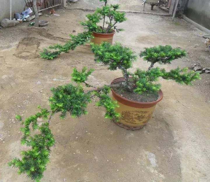 红豆杉盆栽如何介绍,红豆杉盆景教程