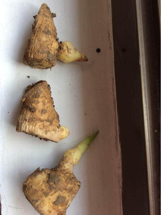 姜种植盆栽方法,姜种植方法盆栽