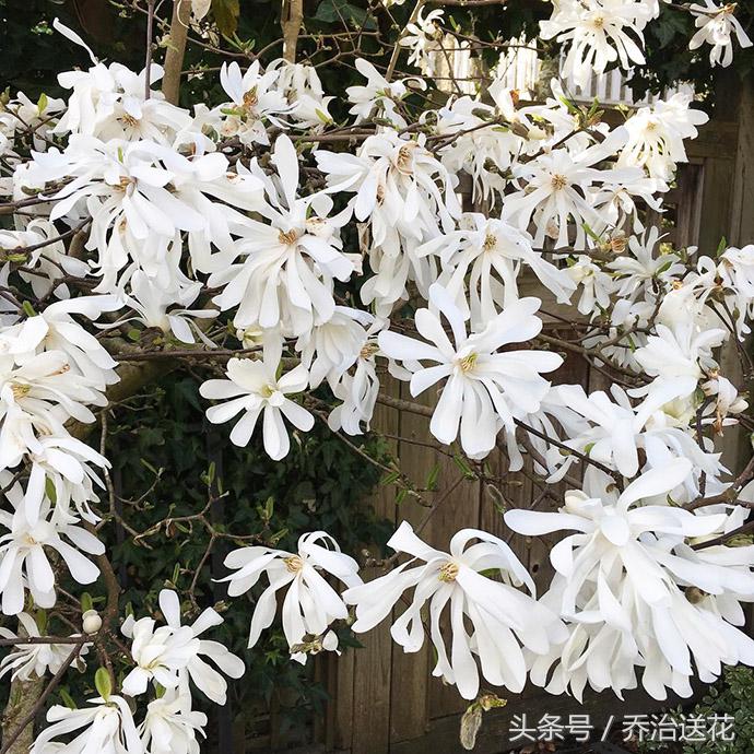 祖玛珑香水星花木兰,祖马龙花木兰香氛