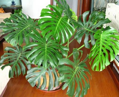 除甲醛最好的绿植都有啥,除甲醛最有效的绿植有哪些