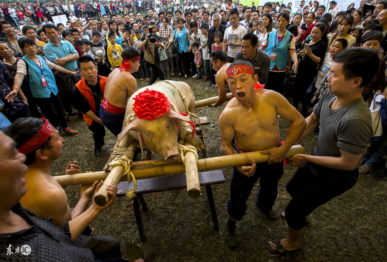 今年养猪赔钱还是赚钱,养猪赚钱的十大方法