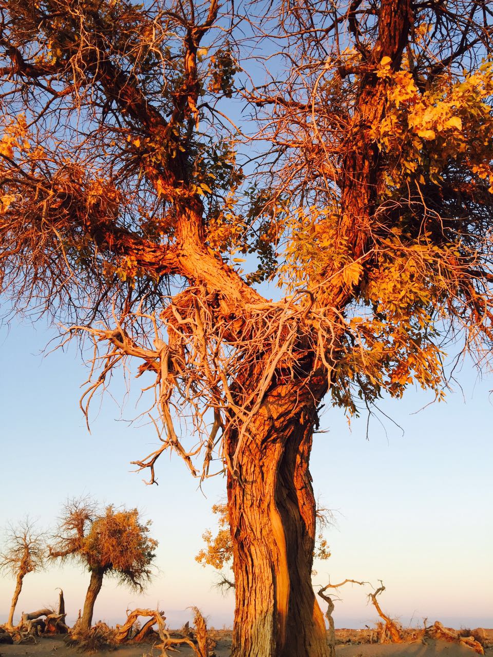 手拍世界（手机摄影交流平台）-群员作品集（第12期）