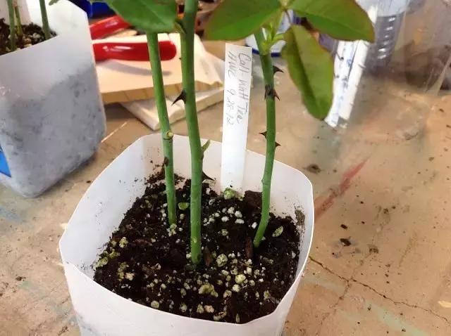 小瓶子手工制作小东西养花,省钱10大养花神器1个塑料瓶做出来