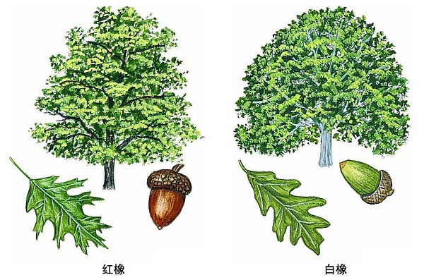 白橡木和红橡木白蜡木哪个好,北美白橡木和红橡木的区别