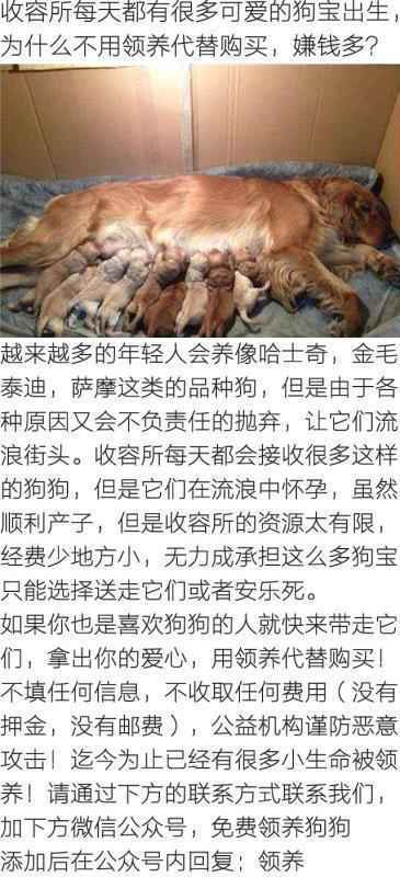 老爸喝醉教金毛骑自行车,爸爸喝醉了让狗骑车