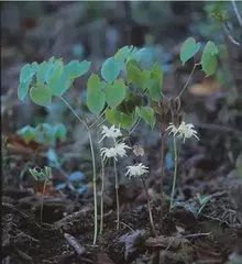 白山地区好的地方特产,白山特产有哪些值得买