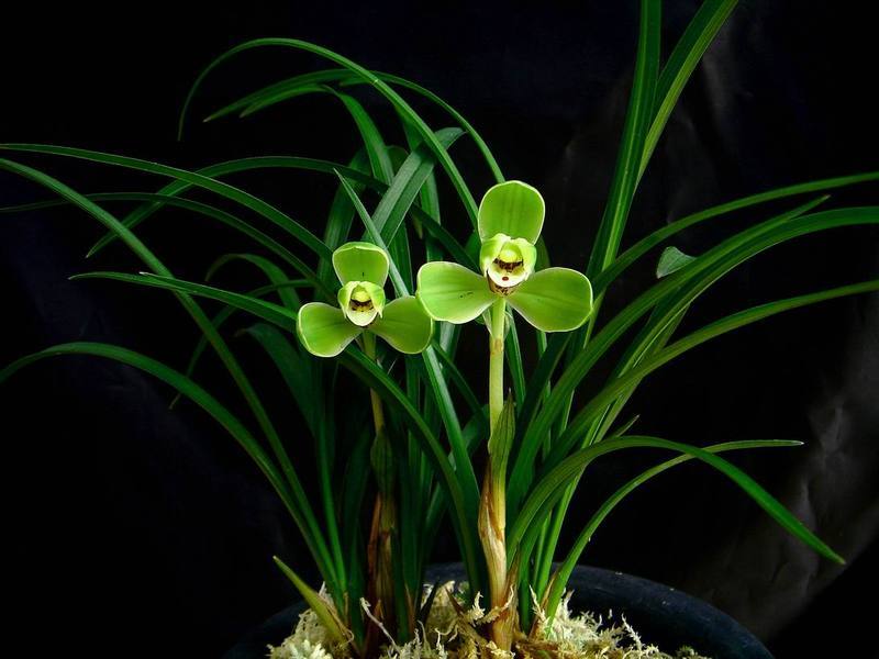 常见的药用兰花图片,路边很常见兰花图片