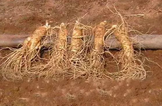 白山地区好的地方特产,白山特产有哪些值得买