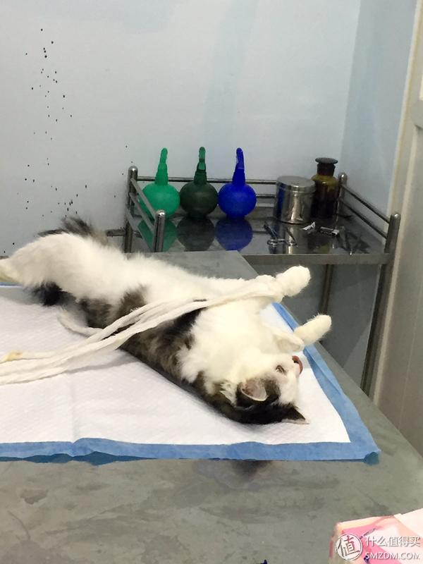 捡到的猫咪要不要归还给原主子,捡到一只流浪猫要注意事项