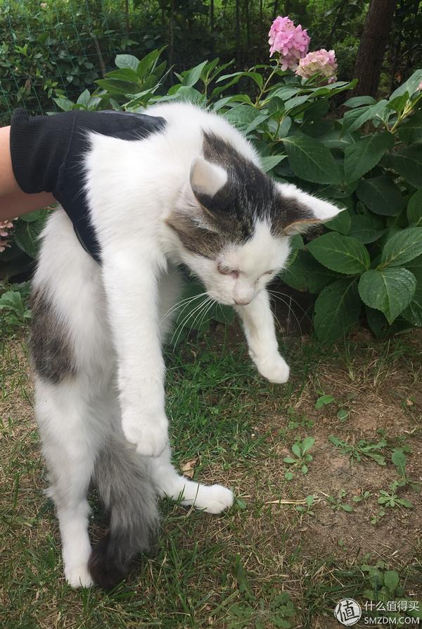 捡到的猫咪要不要归还给原主子,捡到一只流浪猫要注意事项