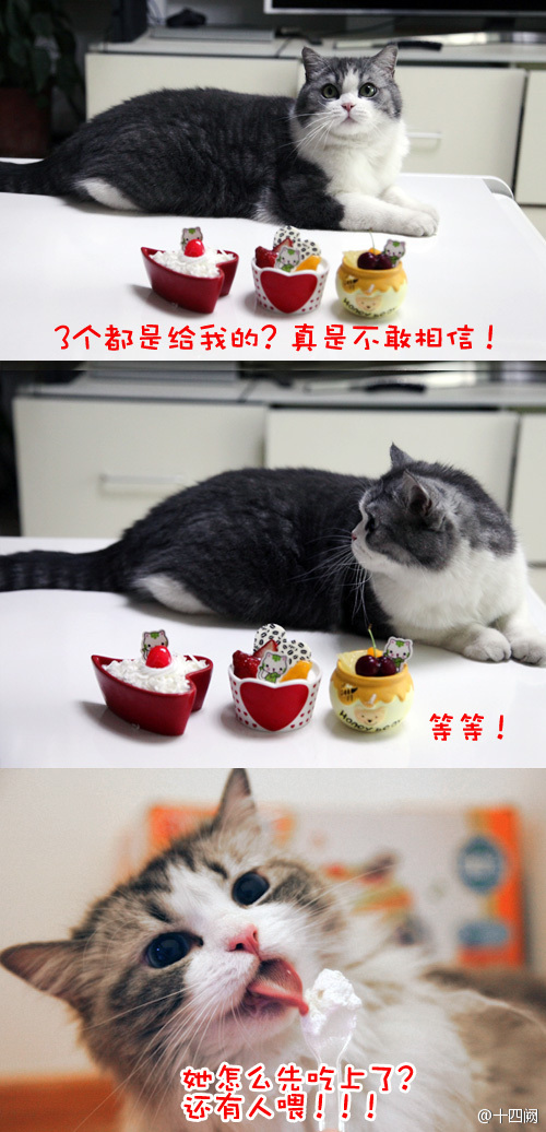 云养宠物可爱,云养宠物出现的原因