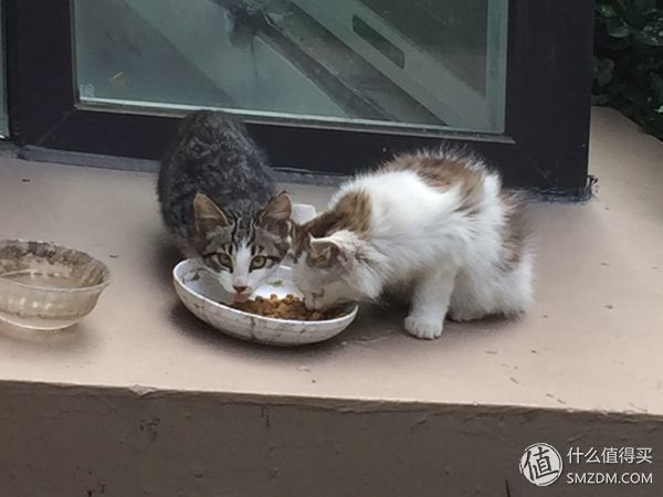 捡到的猫咪要不要归还给原主子,捡到一只流浪猫要注意事项