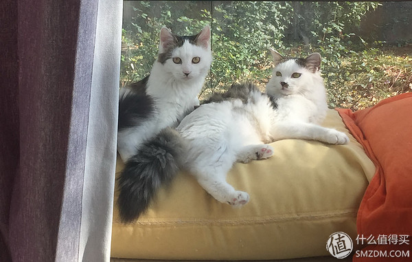 捡到的猫咪要不要归还给原主子,捡到一只流浪猫要注意事项