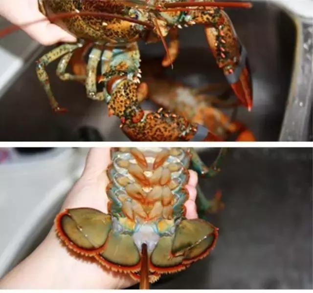 冰冻波士顿大龙虾的正确处理方法,波士顿大龙虾怎么处理